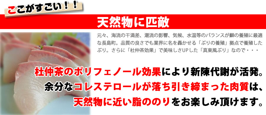 余分なコレステロールが落ちた真東風ぶりは、天然物に近い脂ののり。