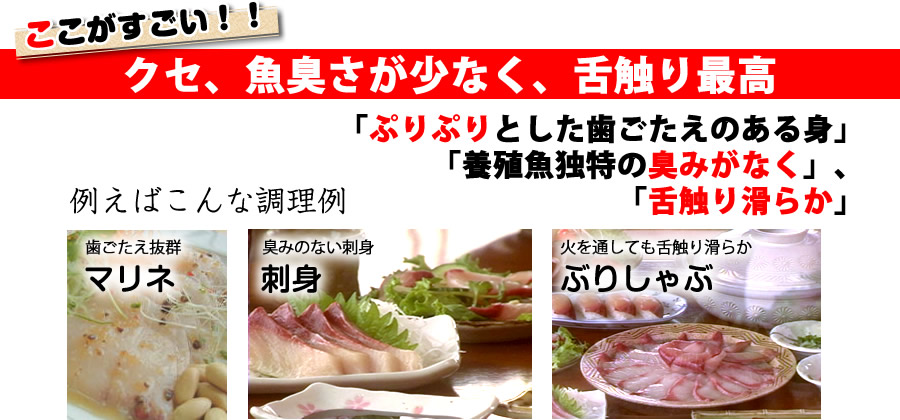 養殖魚独特の臭みがなく、舌触り滑らか。刺身、鰤しゃぶ（ぶりしゃぶ）、マリネなどなどの料理に最高。
